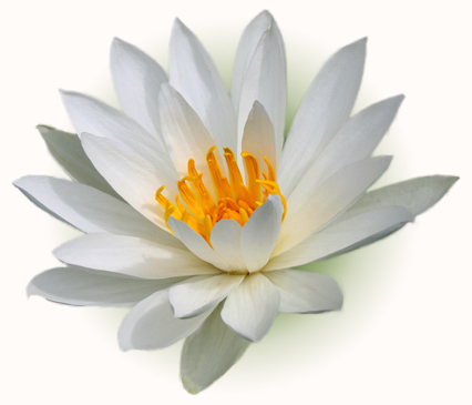 Lotus-Blüte
